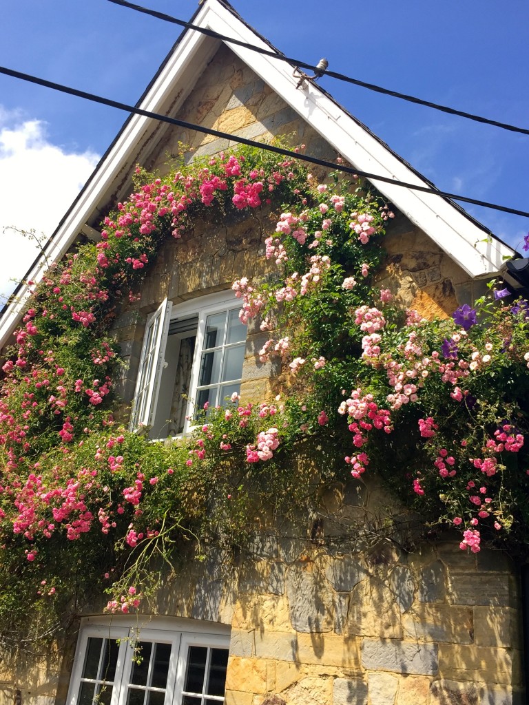 Roses around our window